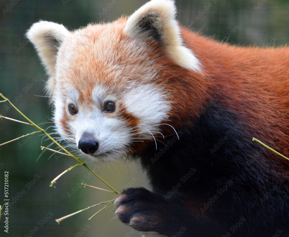 Fototapeta premium red panda eating bamboo