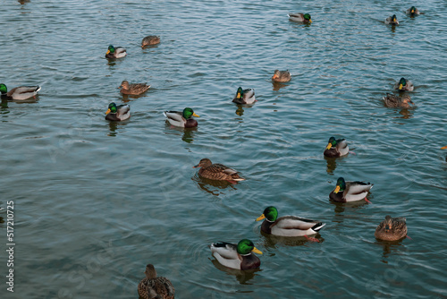 ducks in the lake © bykot