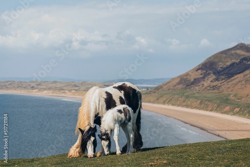Print op canvas View of the Galineers Cob horse and the foal against the beach scene