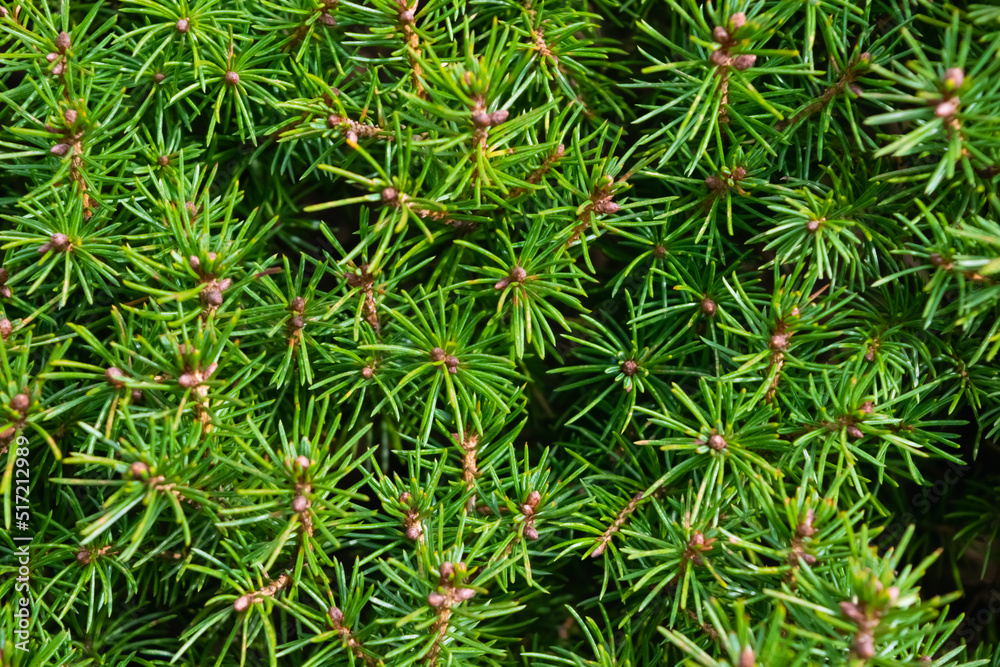 close up of pine needles close up of pine needles
