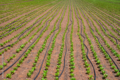 Farm fields with fertile soils and rows of growing green lettuce salad in Andalusia, Spain