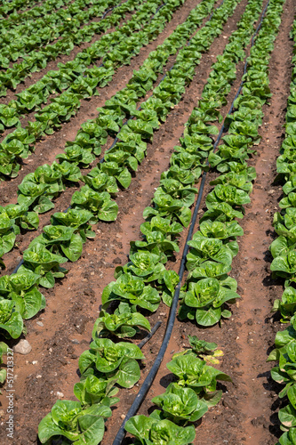 Farm fields with fertile soils and rows of growing  green lettuce salad in Andalusia  Spain