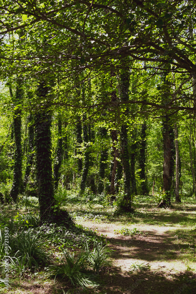 Obraz premium path in the forest