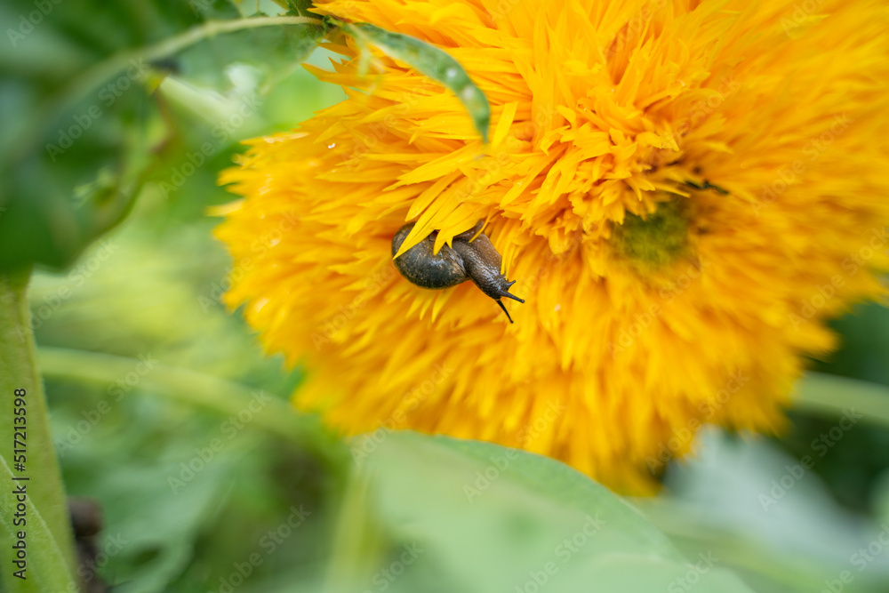snail crawling on thousand petals snail crawling on thousand petals