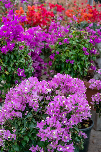 Many different tropical and exotic garden plants and colorful bougainvillea flowers for sale in Spanish garden shop