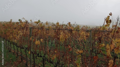 Beautiful view of vineyards in the Groot Constantia Wine Farm in Cape Town in the early morning mist photo