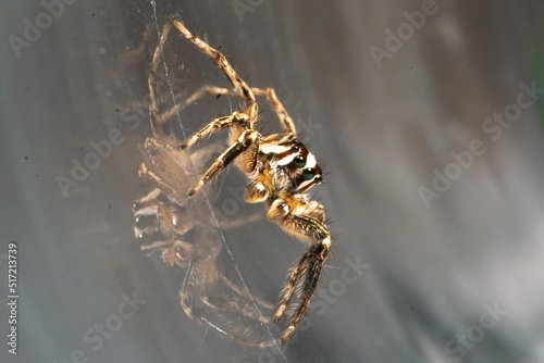 Close-up of a Jumping spider, pantropical jumping spider, Plexippus paykulli with reflection photo