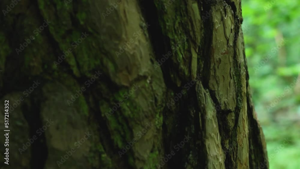 Very close up on tree Bialowieza forest, Poland Very close up on tree Bialowieza forest, Poland