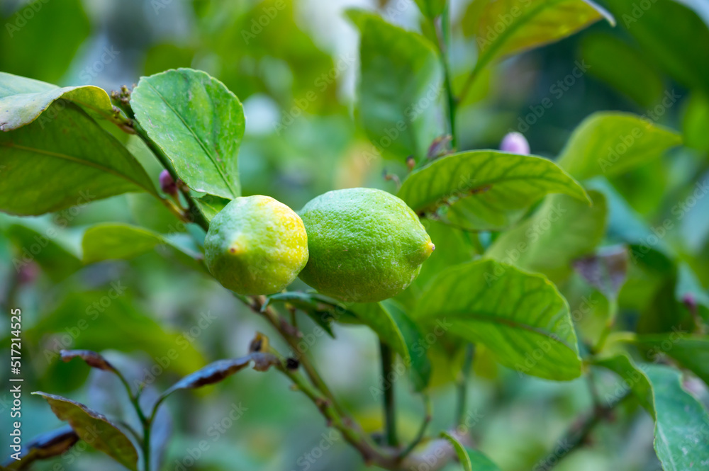 Unripe green lemons citrus fruits hanging on tree