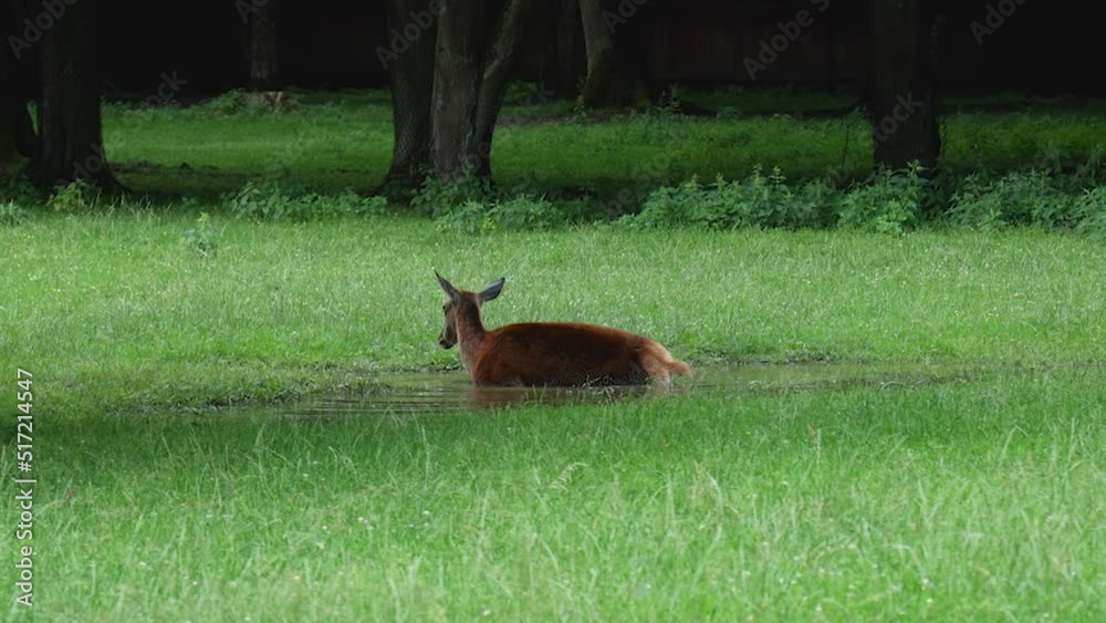 Roe deer bathing in Bialowieza forest Poland Roe deer bathing in Bialowieza forest Poland