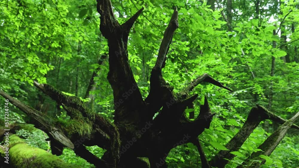 Old mossy fallen log in Bialowieza forest, Poland Old mossy fallen log in Bialowieza forest, Poland