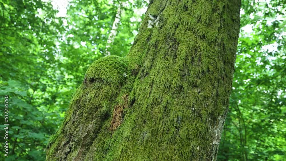 Beautiful huge mossy trunk of a tree in Bialowieza forest Poland Beautiful huge mossy trunk of a tree in Bialowieza forest Poland