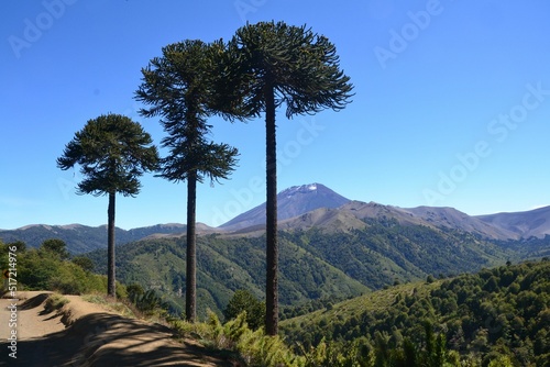 View of three Monkey puzzle trees against the beautiful landscape on a sunny day photo