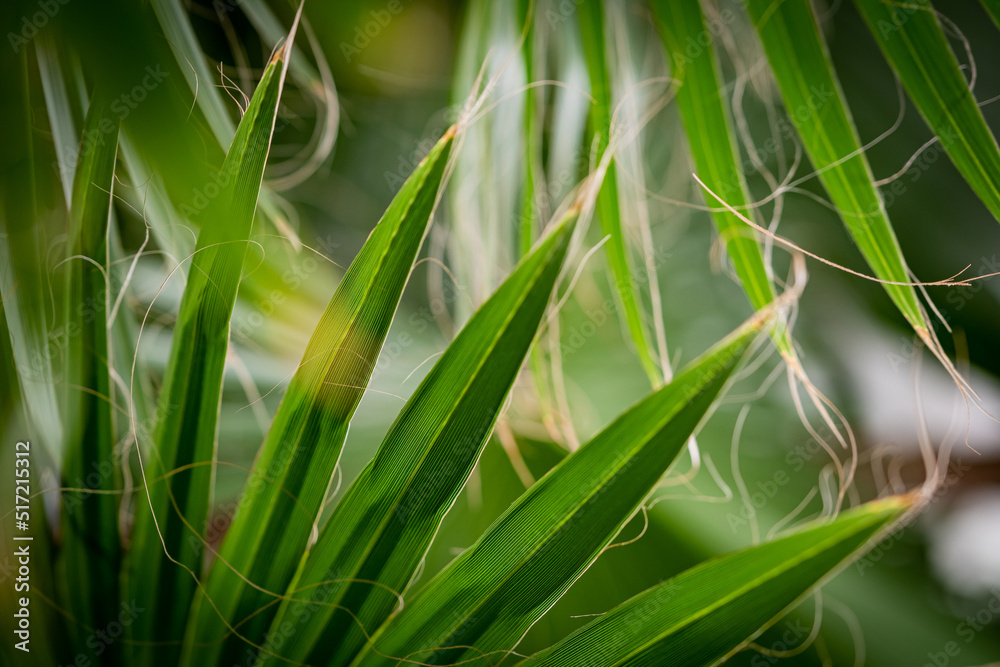 Large, green palm leaves, a juicy green plant. A large green plant, in the botanical garden. Large, green palm leaves, a juicy green plant. A large green plant, in the botanical garden.