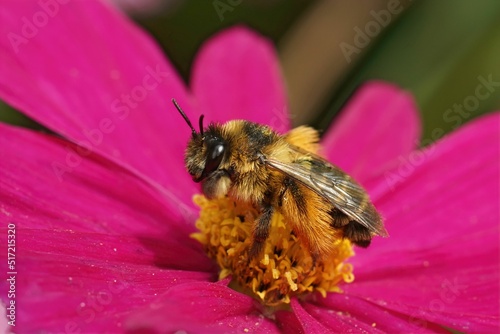 Closeup on a female Pantaloon bee, Dasypoda hirtipes sitting on a brilliant purple Cosmos flower photo