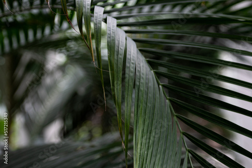 Large  green palm leaves  a juicy green plant. A large green plant  in the botanical garden.