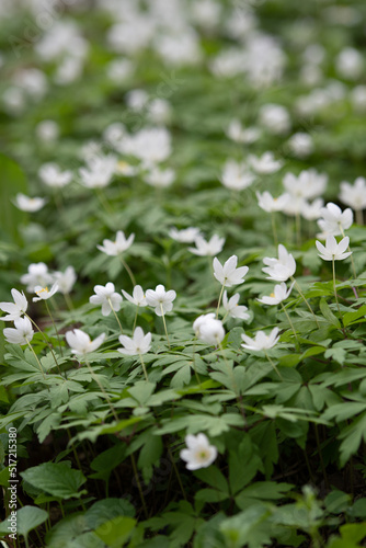 Small white flowers, among green stems and leaves. A beautiful green meadow, with charming white flowers.