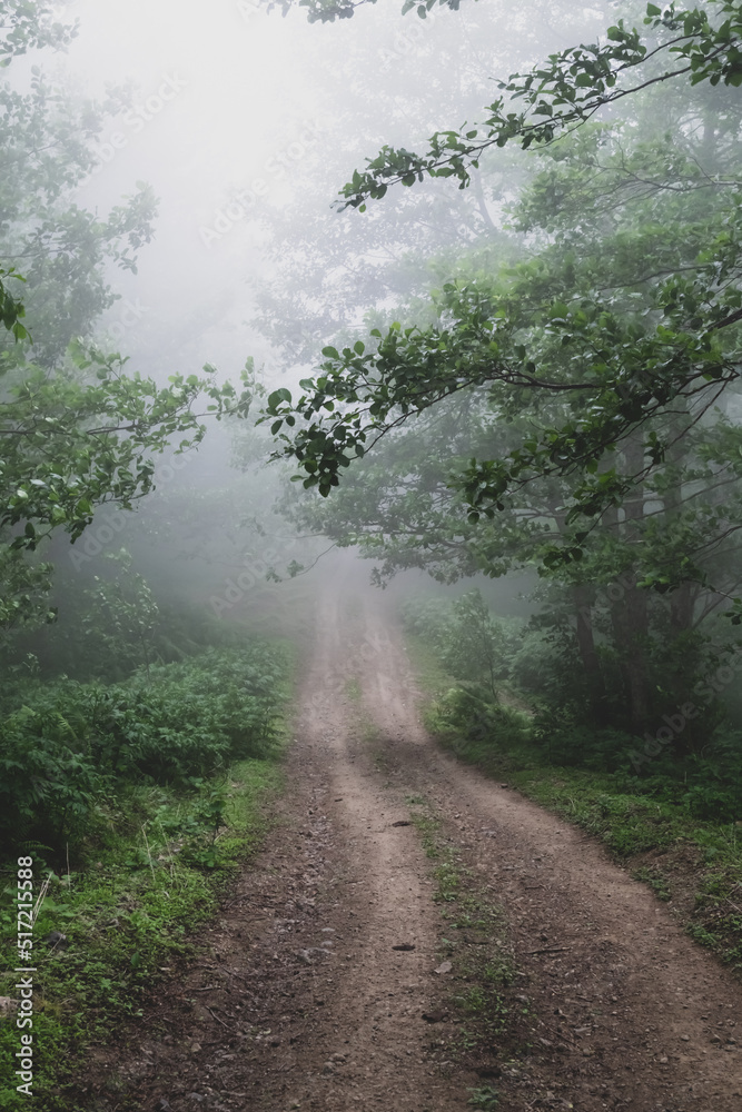 Obraz premium path in the fog