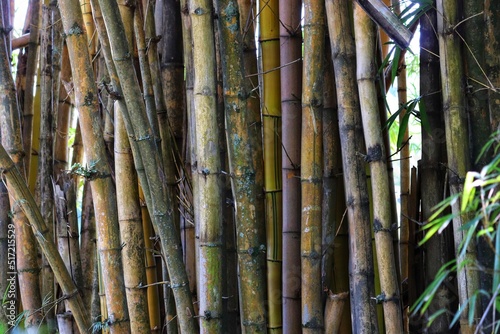 Photograph of a beautiful bamboo grove.