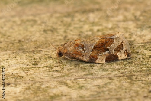 Closeup on the variegated golden tortrix moth, Archips xylostean photo