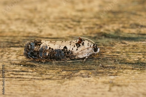 Detailed closeup on the White-backed Marble moth, Hedya salicell photo