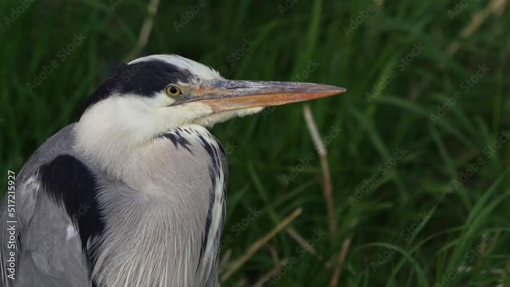 A Grey Heron (Ardea cinerea) staring at you A Grey Heron (Ardea cinerea) staring at you
