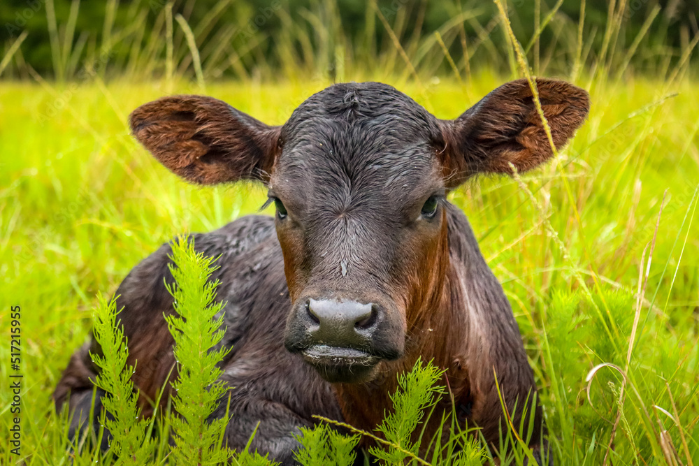 Fototapeta premium calf in the grass