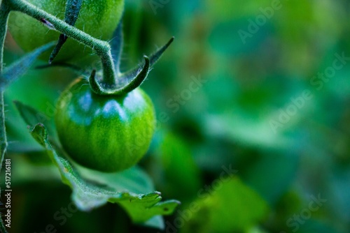 Green tomato hanging on  tomato plant photo