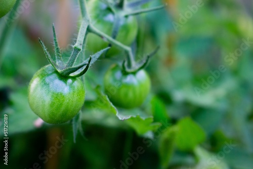 Green tomato hanging on  tomato plant photo