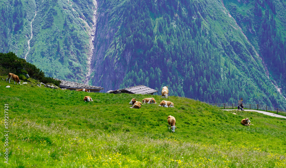 Herd of cows in the mountains, Alps