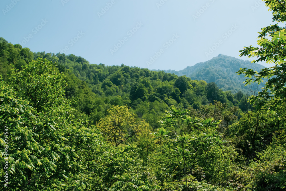 Obraz premium green forest in the mountains