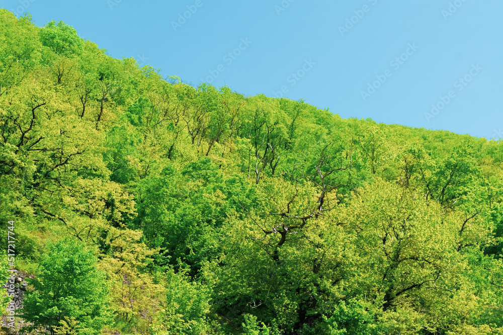 trees on the hill