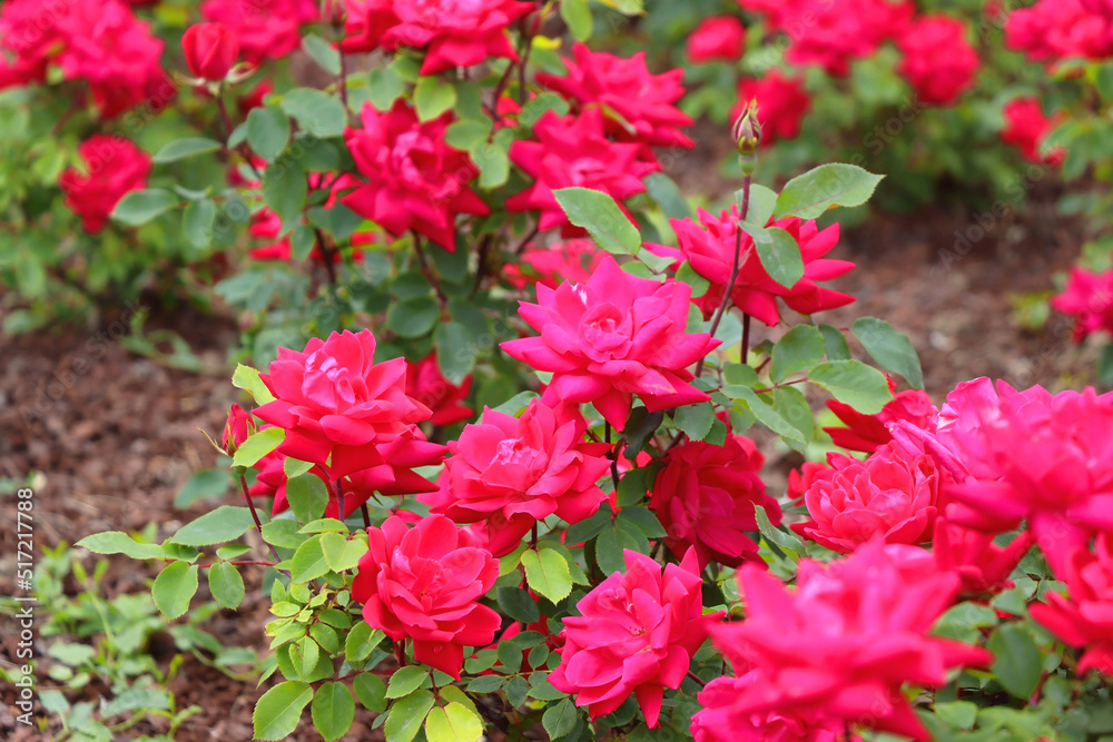Beautiful pink roses in the garden. Selective focus. Beautiful pink roses in the garden. Selective focus.