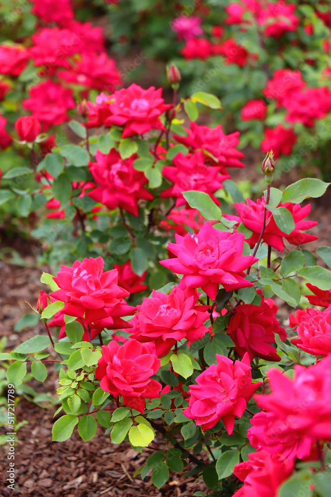 Beautiful pink roses in the garden. Selective focus.