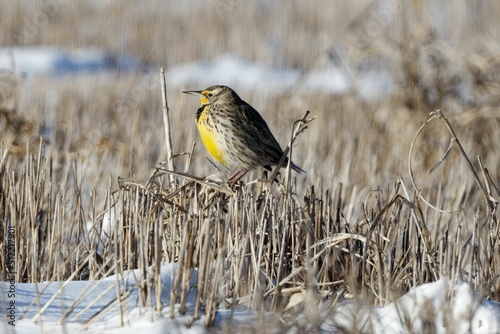 Scenic view of an eastern meadowlark perched on twigs in a blurred background photo