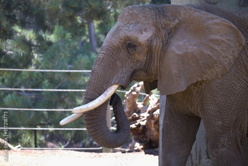 Closeup of an elephant with tusks at a zoo photo