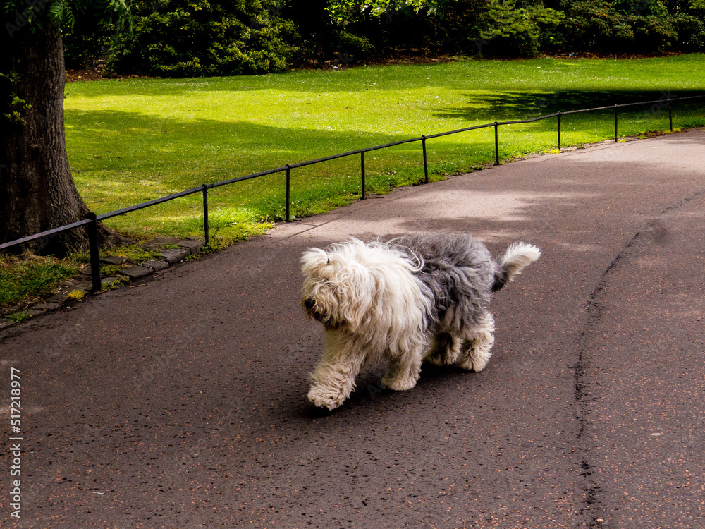 Beautiful hairy dog in Edinburgh, Scotland. 
