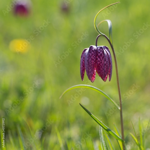 Snakeshead fritillary flower growing wild in a field on bokeh green background photo