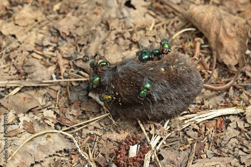 Schmeißfliegen (Calliphoridae) an toter Maus photo