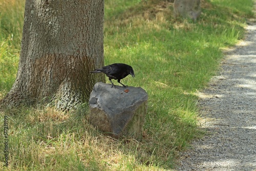Aaskrähe (Corvus corone) auf Beuys-Stein in Kassel photo
