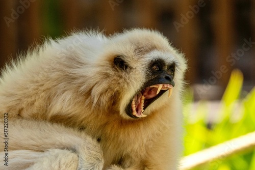 Canvas Print Closeup shot of an angry white-handed gibbon with a blurred background