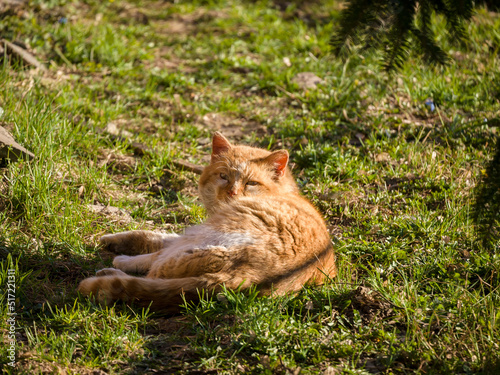 Red wild cat is resting in a glade, basking in the spring sun