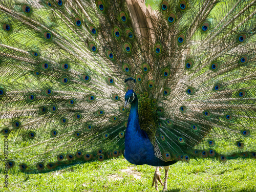 A peacock walking on the lawn with an open tail on a summer sunny day.