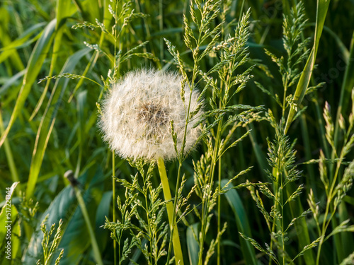 Faded dandelion (Taraxacum) among the grass in a meadow on a sunny summer day.