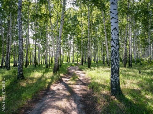 Dirt road through a birch grove on a sunny day in summer.