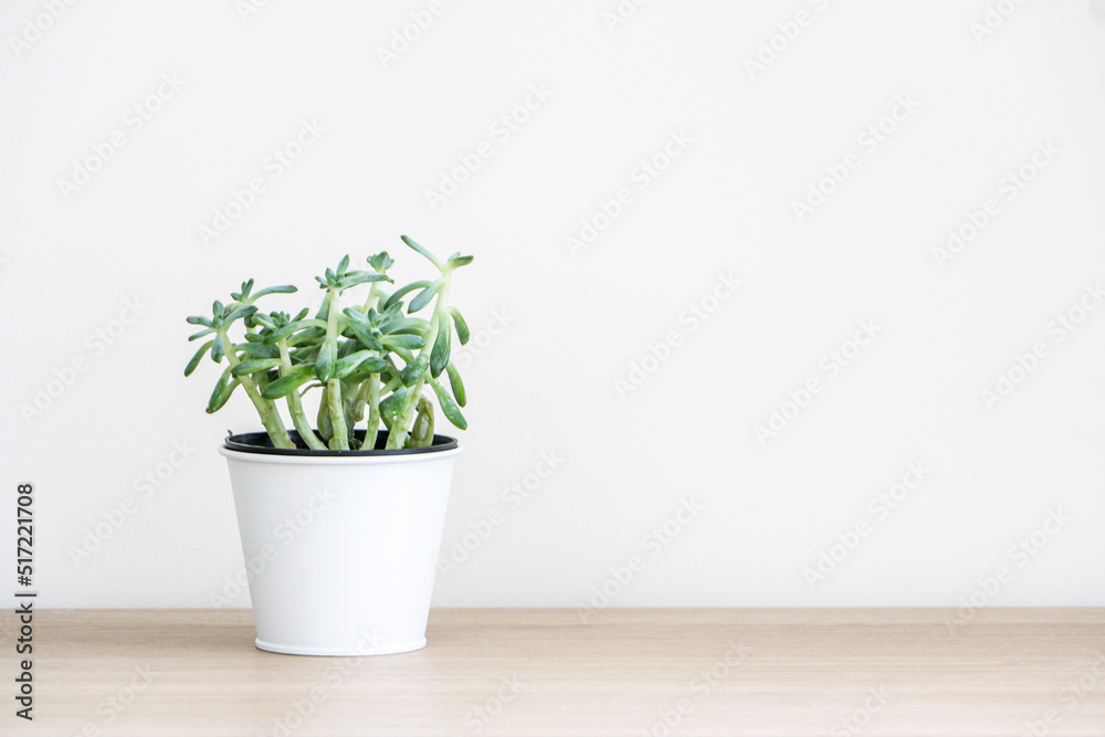 Fototapeta premium Beautiful healthy small succulent house plant (known as Sedum Griseum or stonecrop) in white pot on left side of wooden desk against white wall