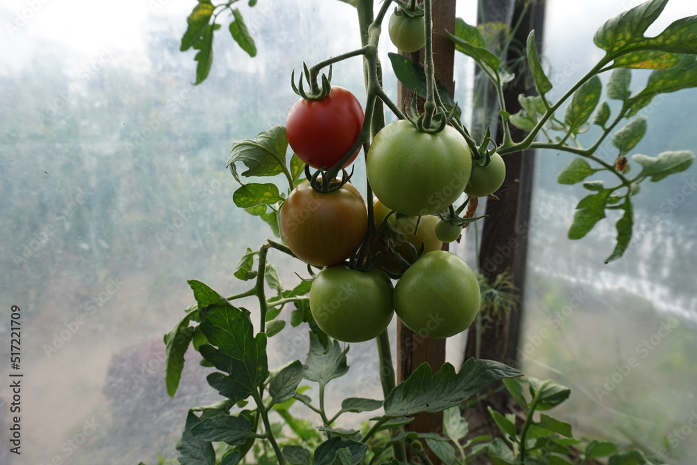 Obraz na płótnie Dojrzewające pomidory w szklarni w salonie