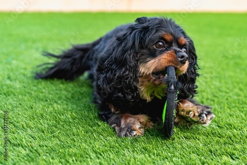 Cavalier King Charles at Play photo