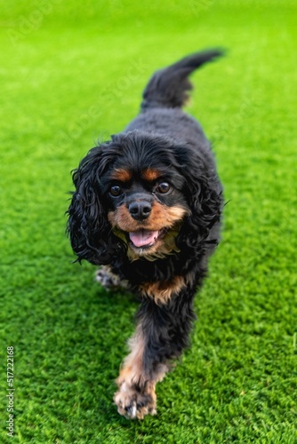 Cavalier King Charles at Play photo