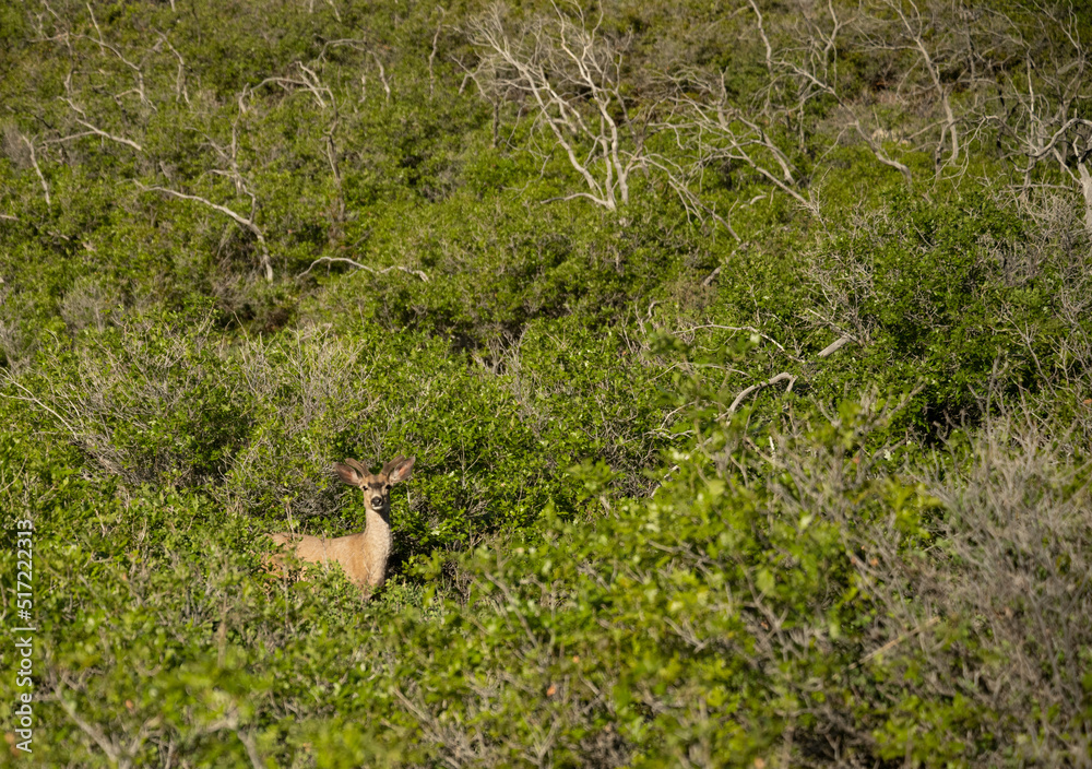 Obraz premium Deer Looks Up From The Bushes